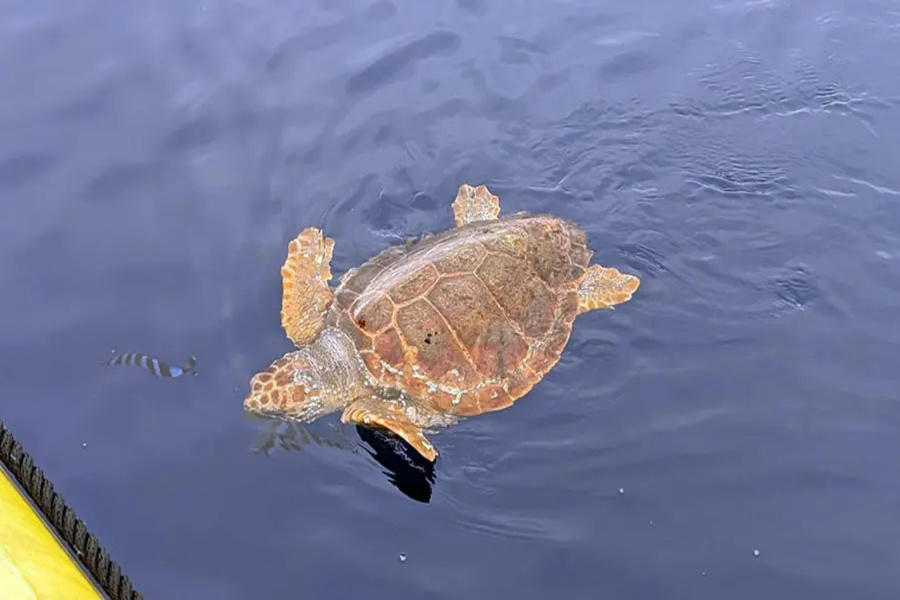 turtle_l-1
