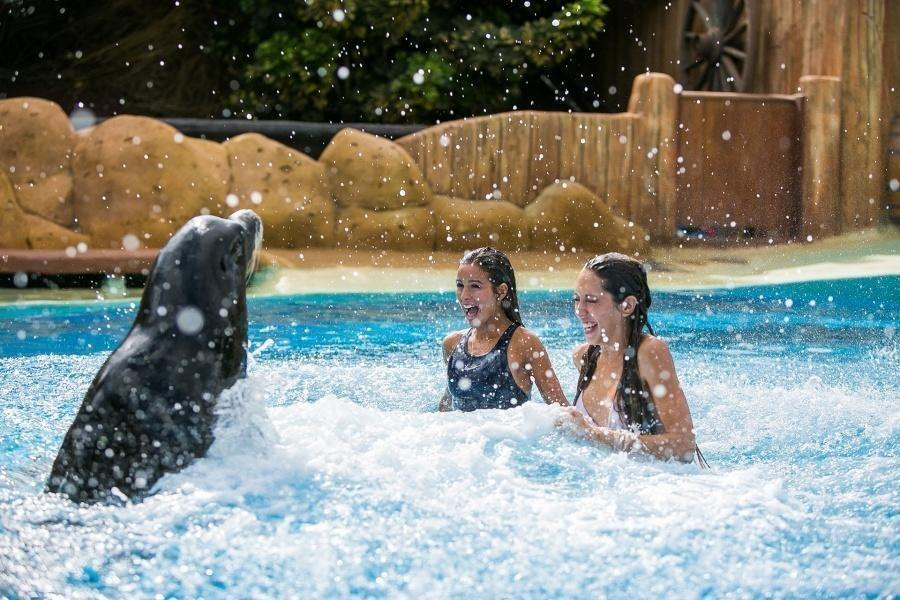 rancho-texas-swim-with-sea-lions_4_l