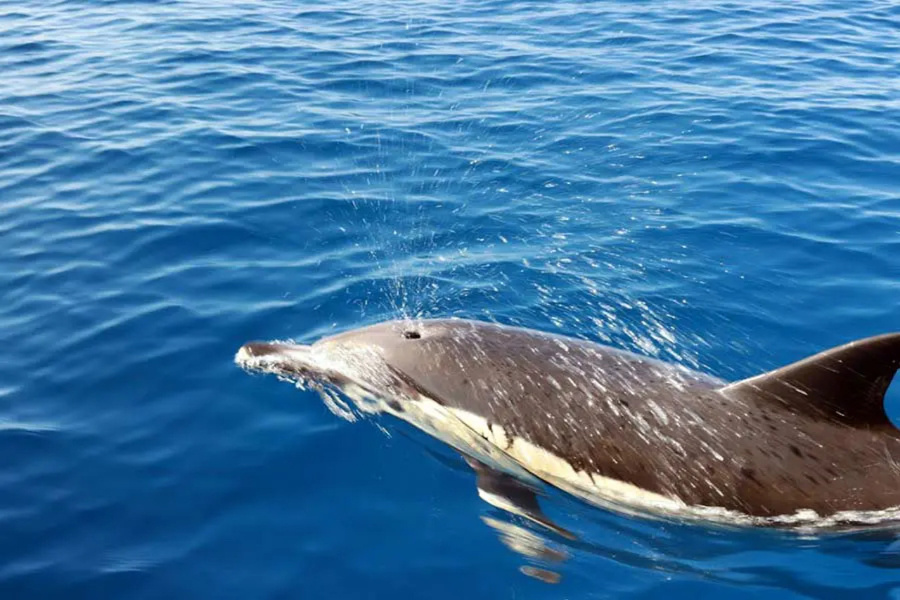 dolphin-up-close_l-1