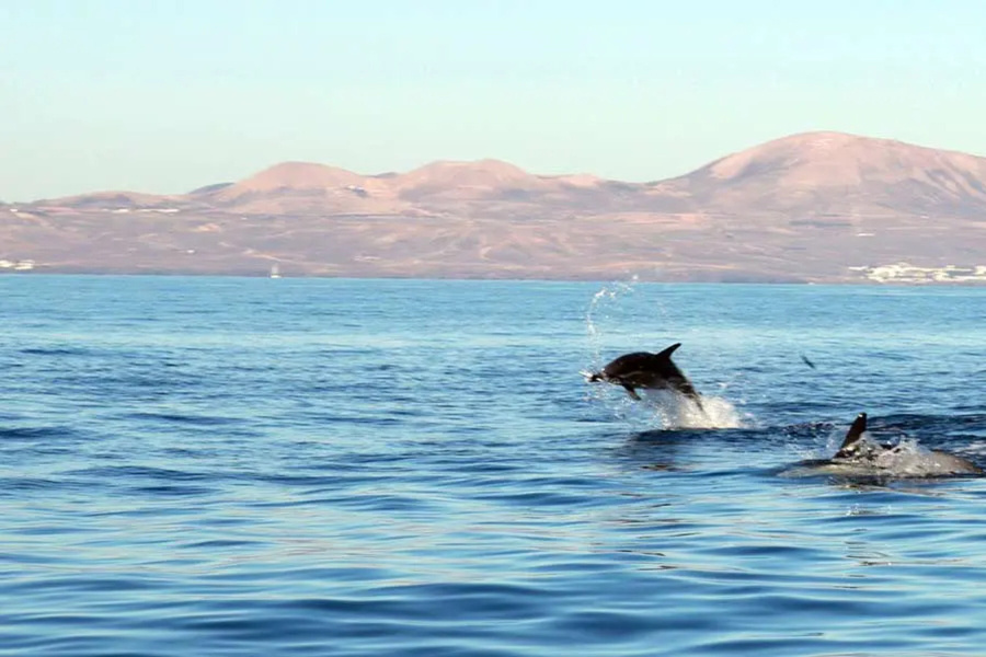 more-dolphins_l-1